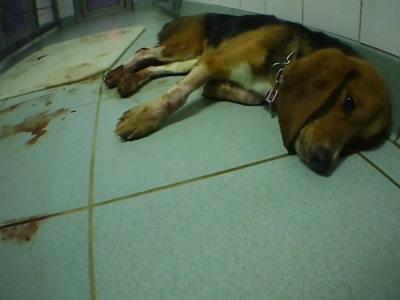 Animal shelter house